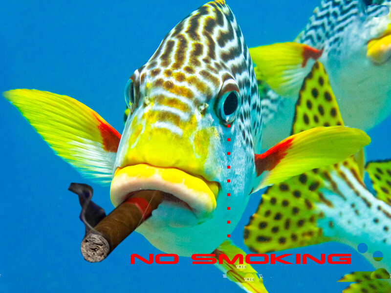 Fish with Cigar in Mouth