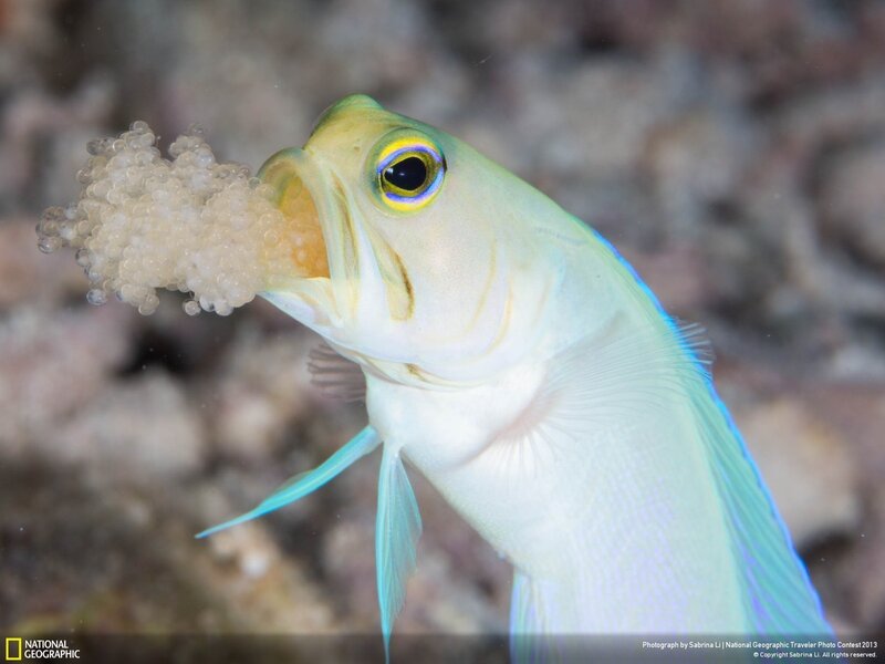 Fish with Eggs in Mouth