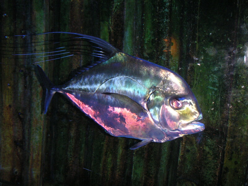 Fish with Long Fins