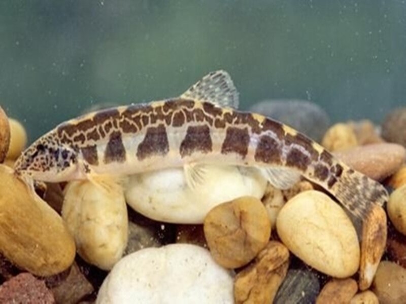 fish with patterned body