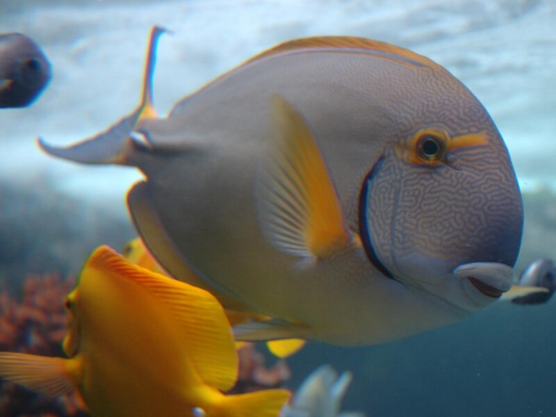 fish with patterned head