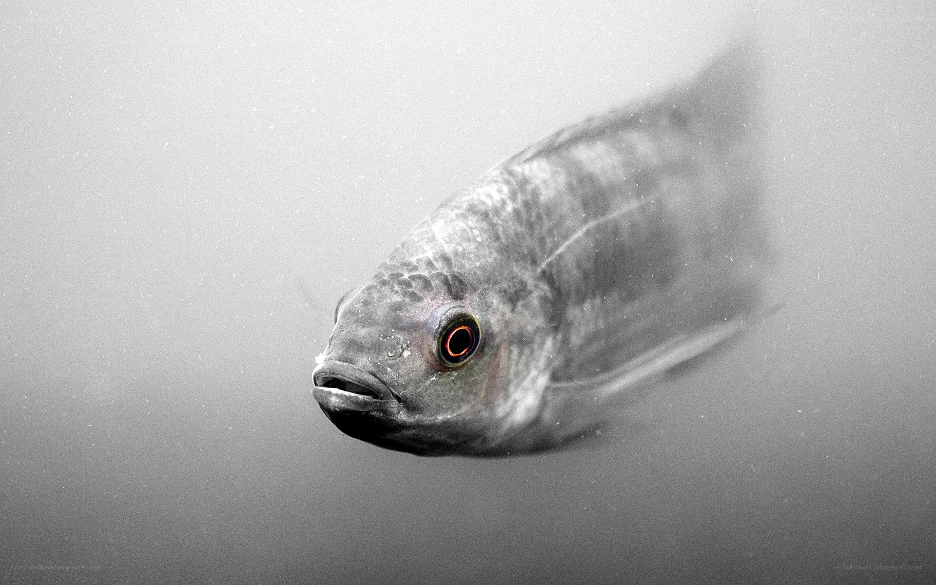 fish with red eye in water