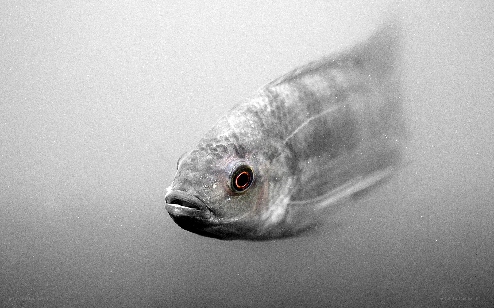 fish with red eye underwater