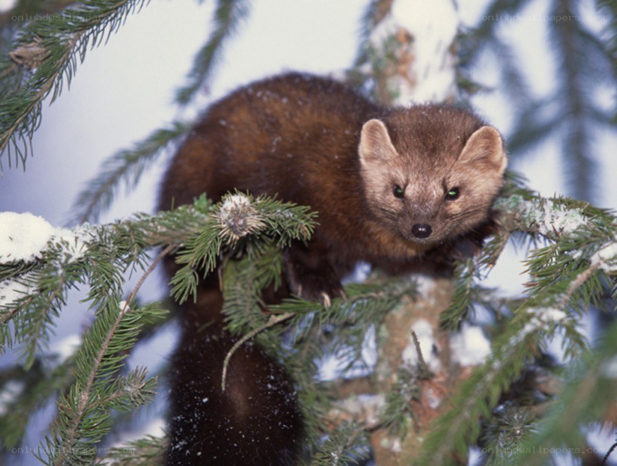 Fisher in a snowy tree