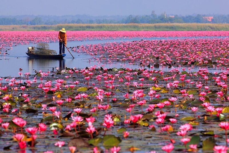 Fisherman in a lotus field