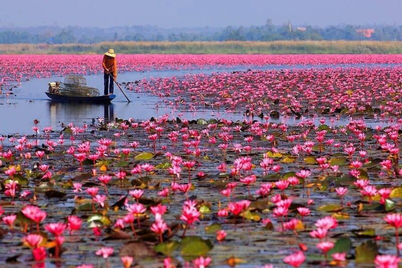 Fisherman in Boat — Pink, Serene