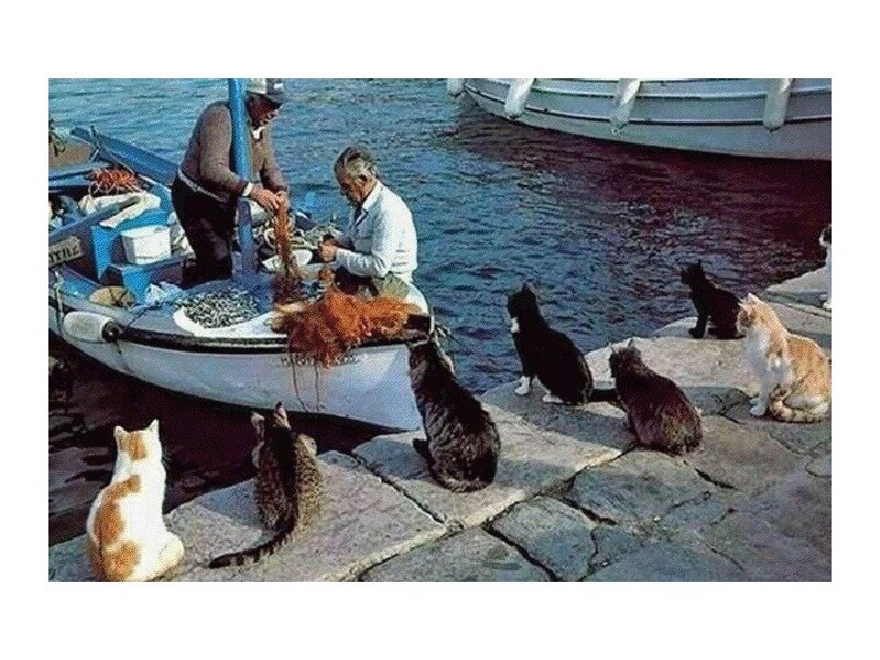 Fishermen with Cats