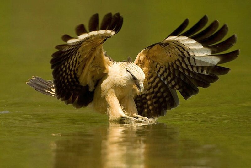Fishing Bird Catching Fish