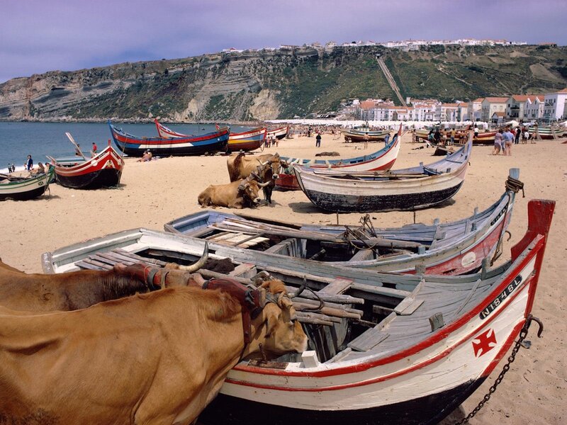 Fishing boats and oxen on a beach
