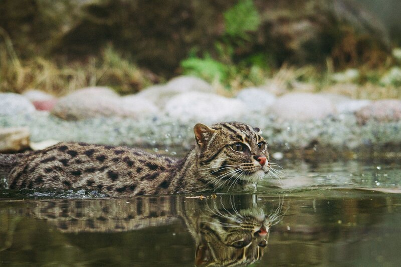 Fishing cat in the water