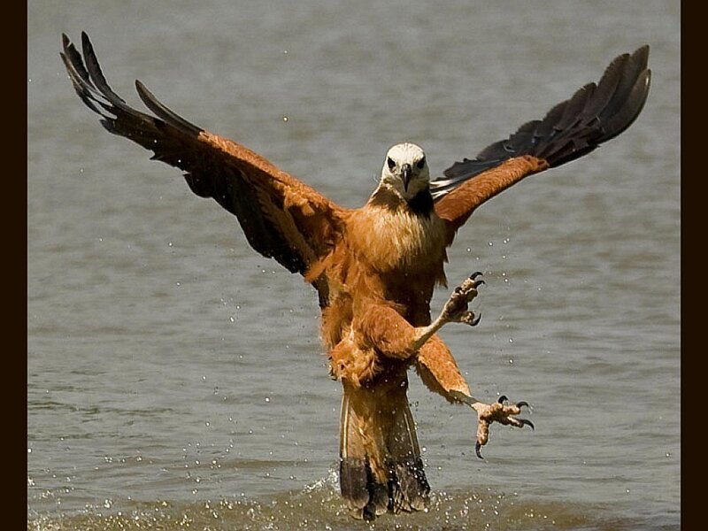 Fishing Eagle Catching Fish