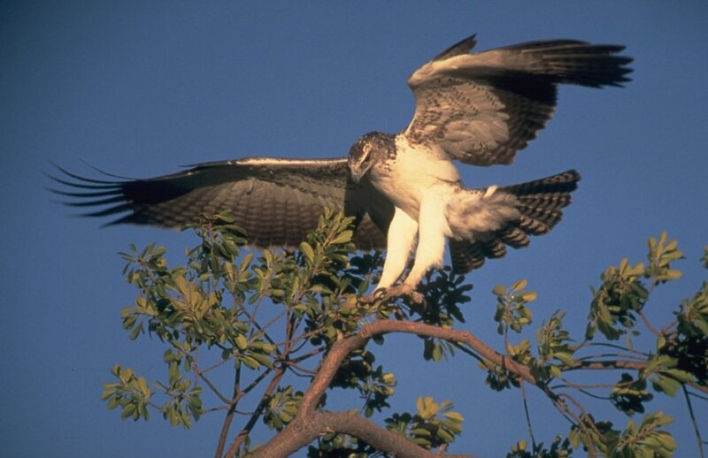 Fishing Eagle Perched
