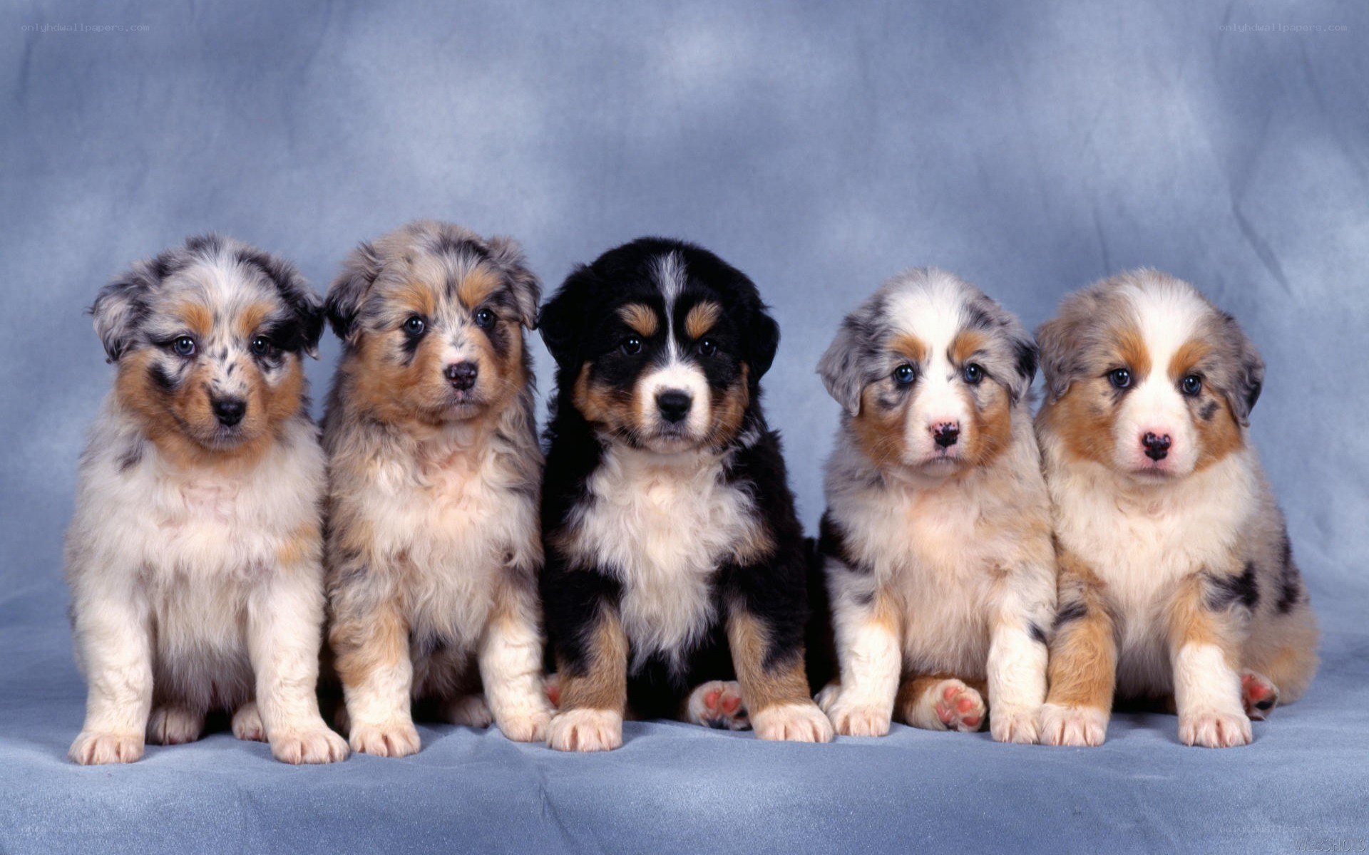five australian shepherd puppies