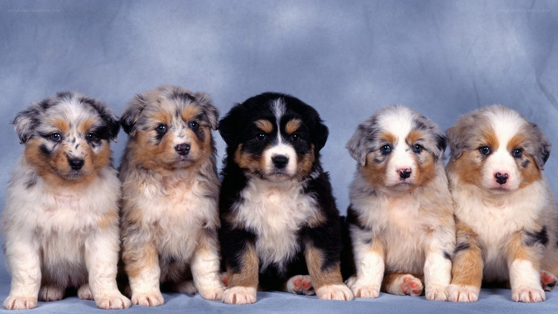 five australian shepherd puppies