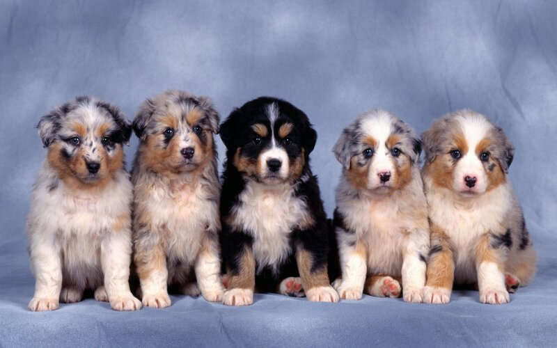 Five Australian Shepherd Puppies — Blue, Calm, Photograph, Blue Background, White, Black
