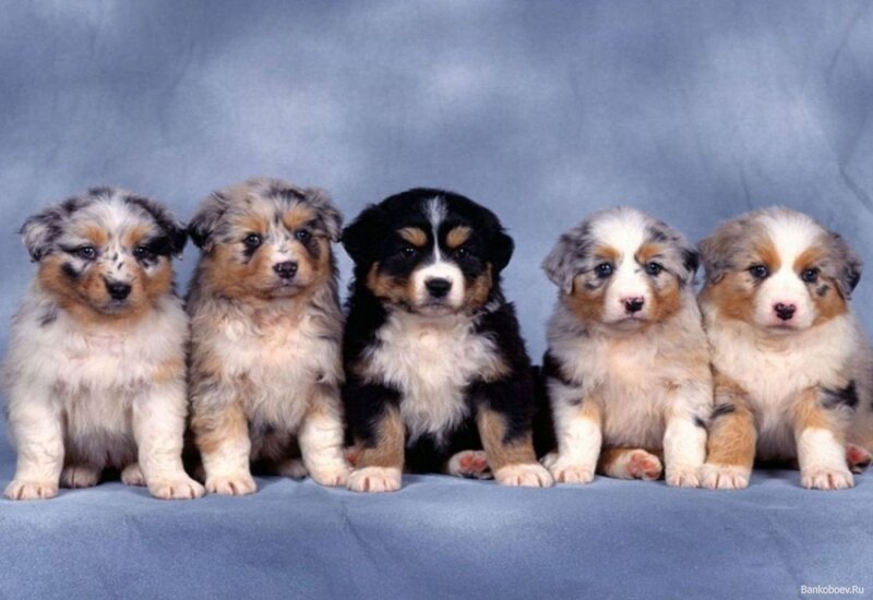 Five Australian Shepherd Puppies — Blue, Calm, Photograph
