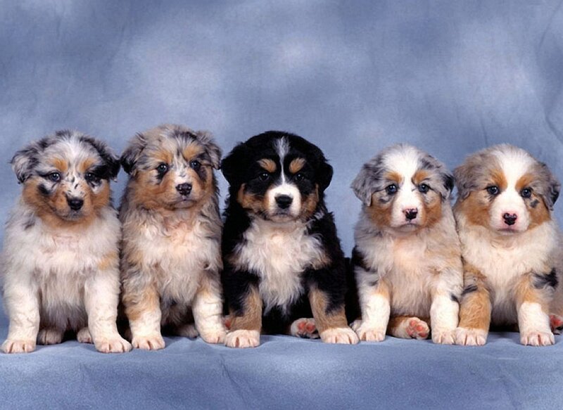 Five Australian Shepherd Puppies — Blue