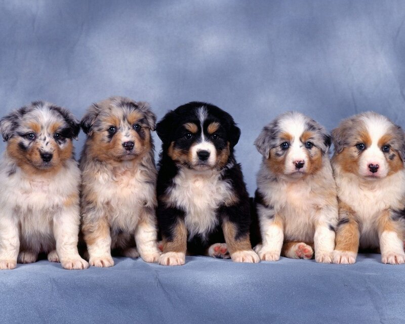 Five Australian Shepherd Puppies — Calm