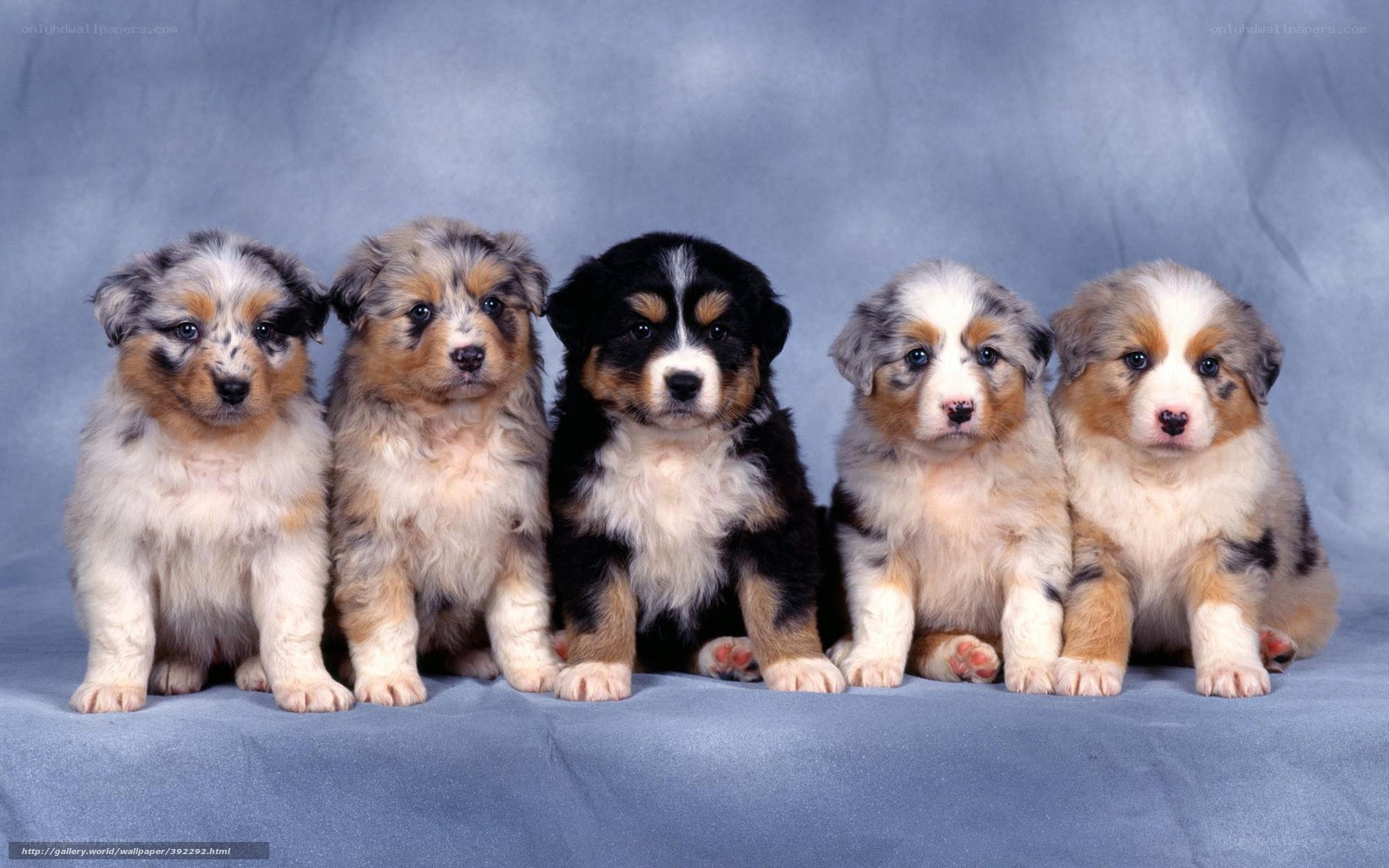 five australian shepherd puppies