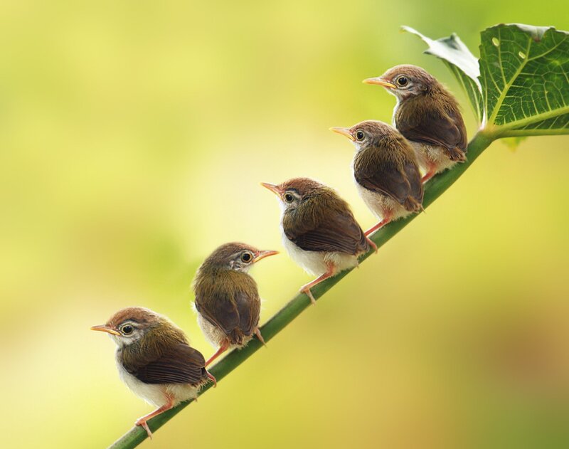 five baby birds on a branch
