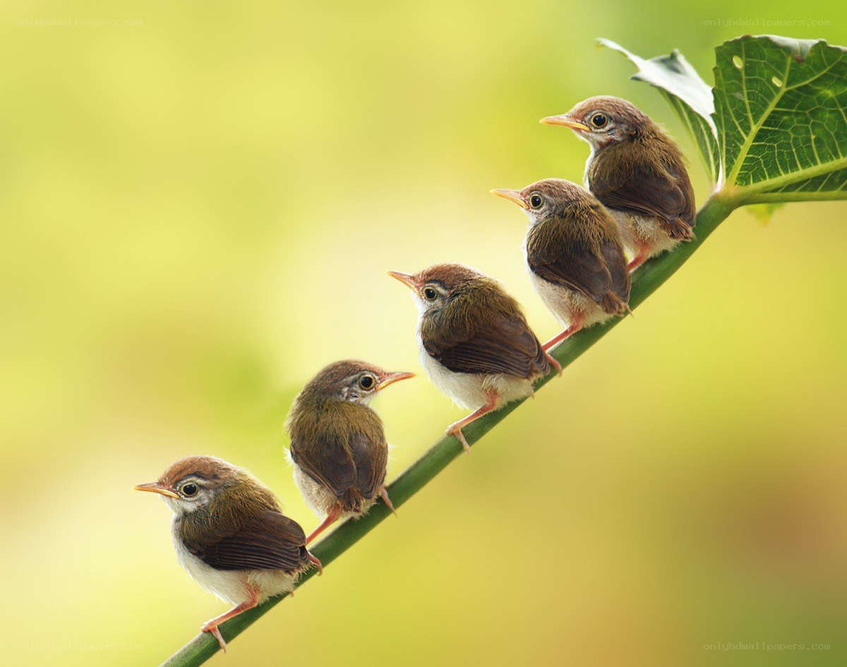 five baby birds on a branch
