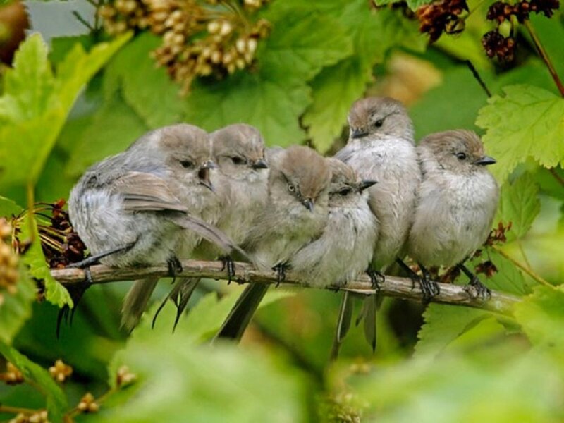 Five Baby Birds on Branch — Green