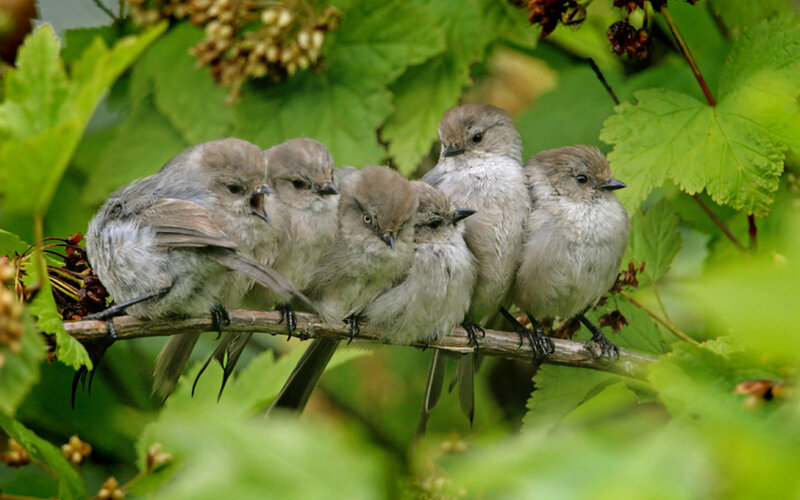 Five Baby Birds