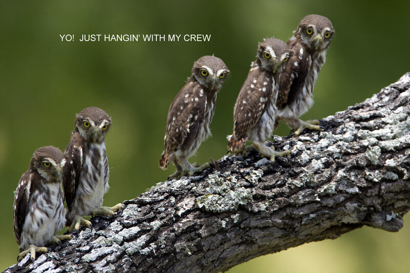 Five Baby Owls on Branch