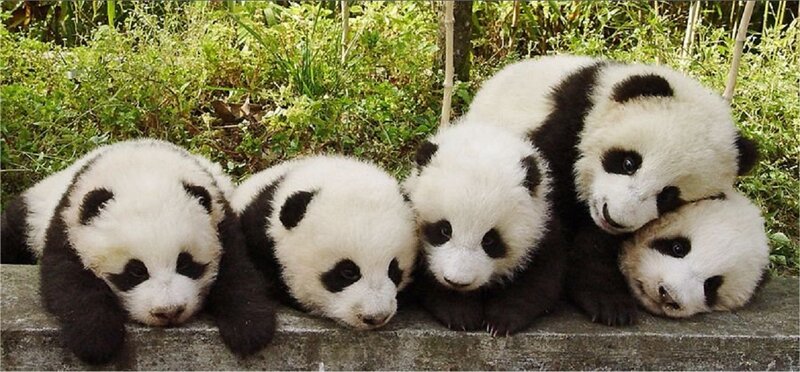 Five baby pandas resting