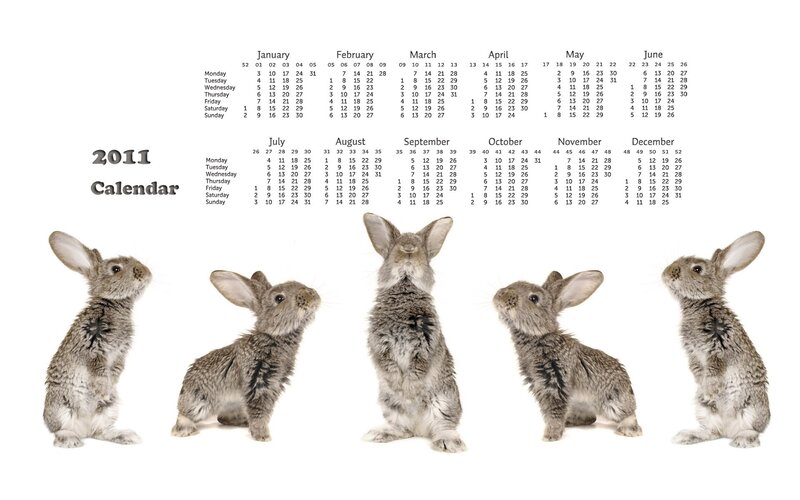 Five Baby Rabbits