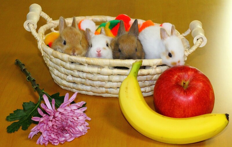 Five Baby Rabbits — Yellow
