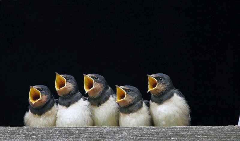 Five Baby Swallows — Black
