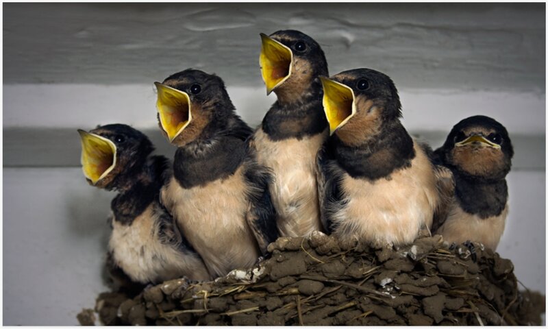 Five Baby Swallows