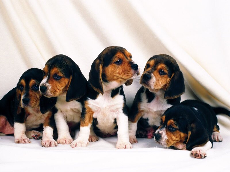 Five Beagle Puppies