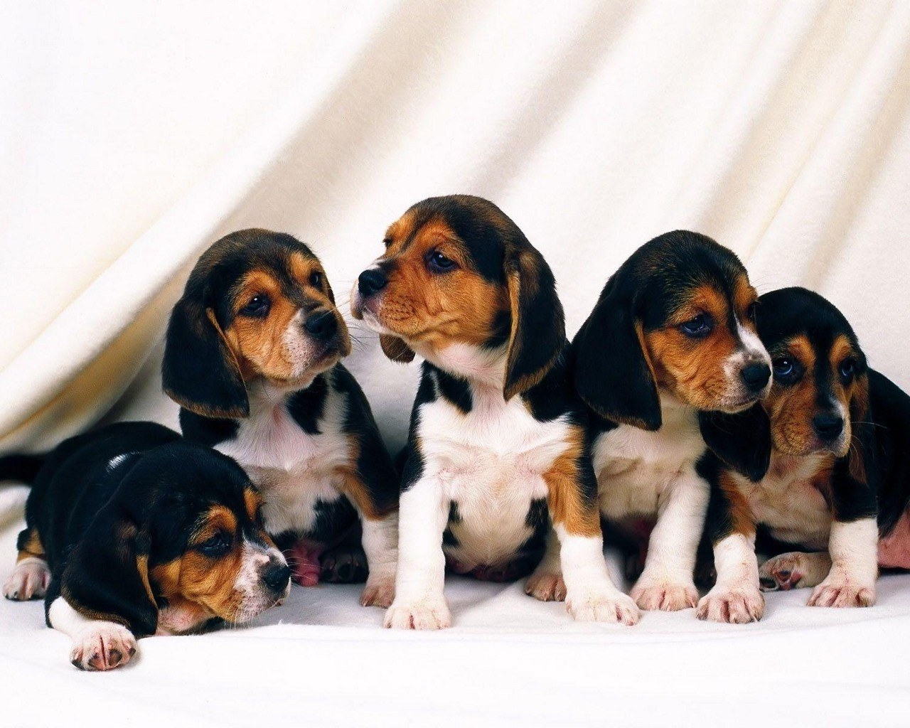 five beagle puppies together