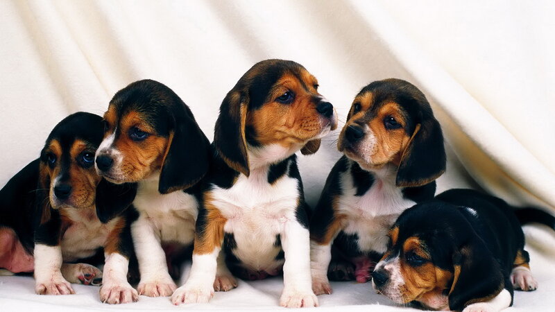 five beagle puppies together