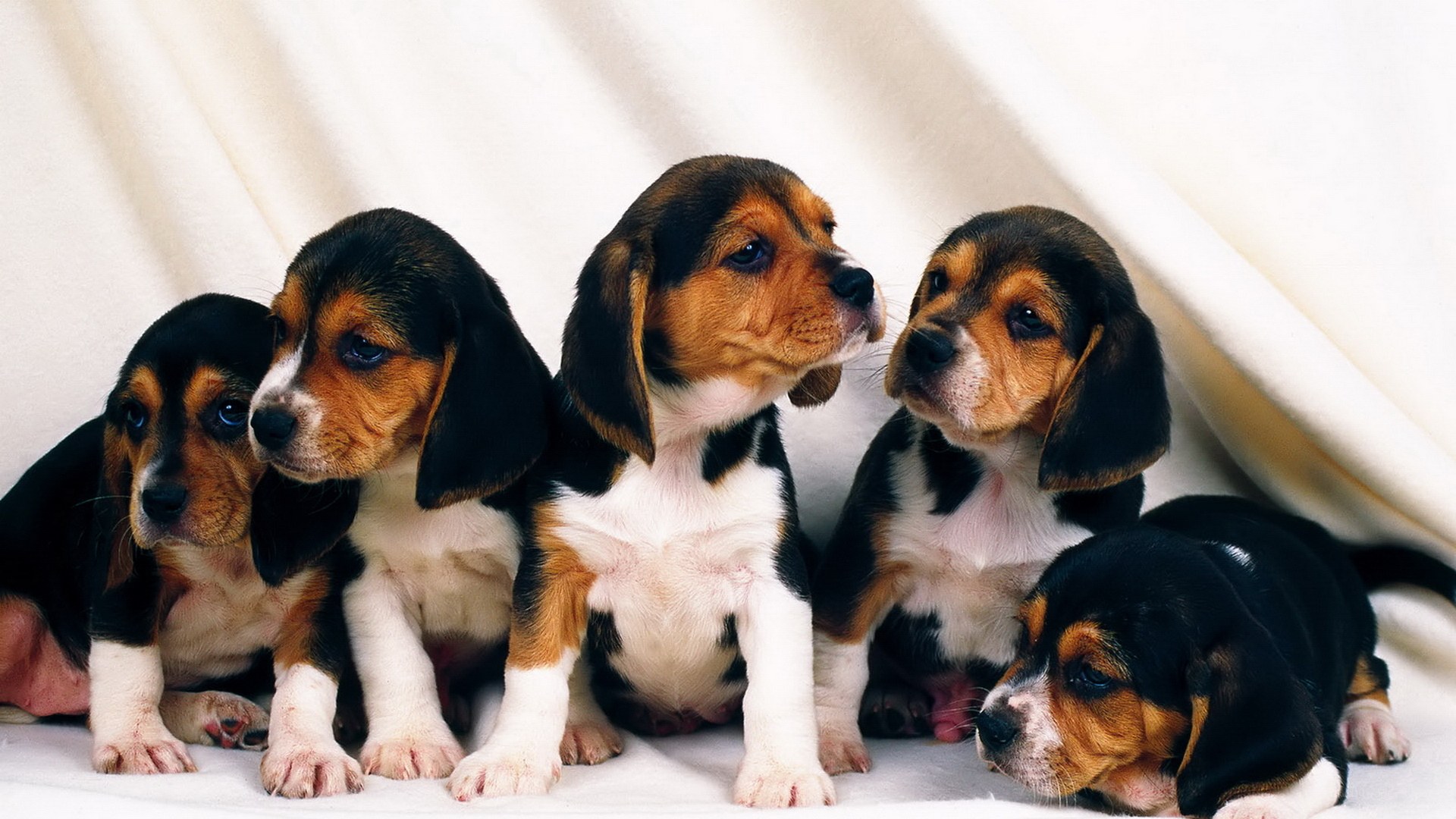 five beagle puppies together