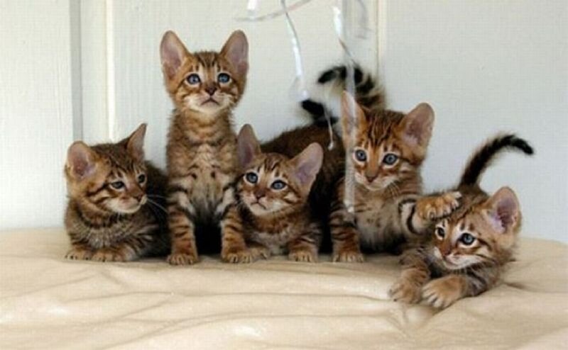 Five Bengal Kittens