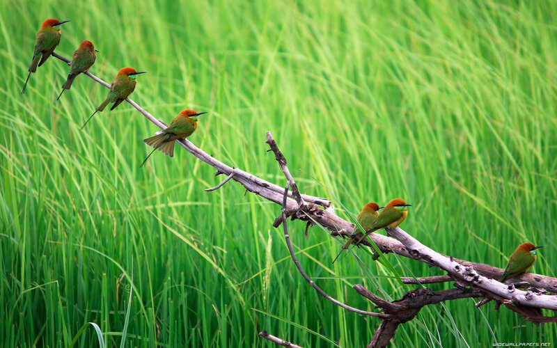 Five Birds on a Branch — Green