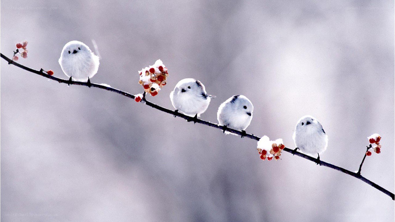 Five birds on a branch