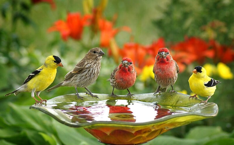 Five Birds on Birdbath