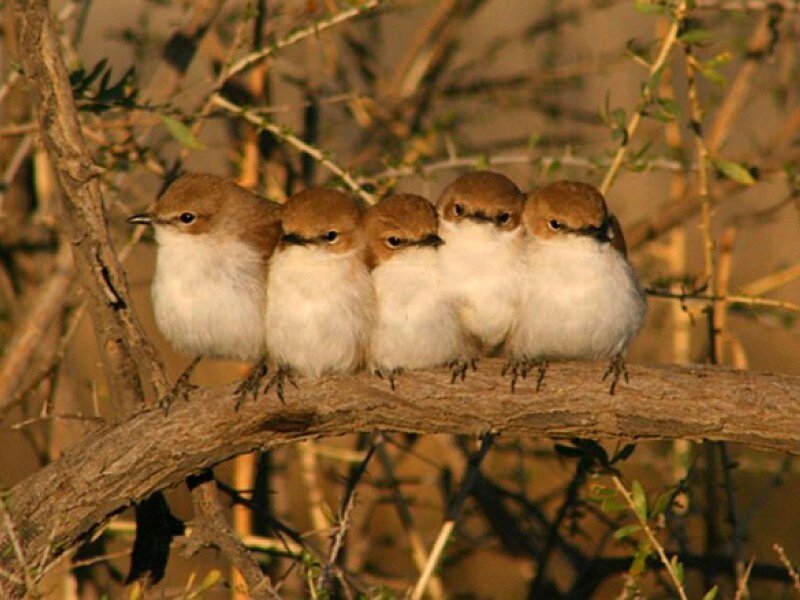 Five Birds on Branch — Brown