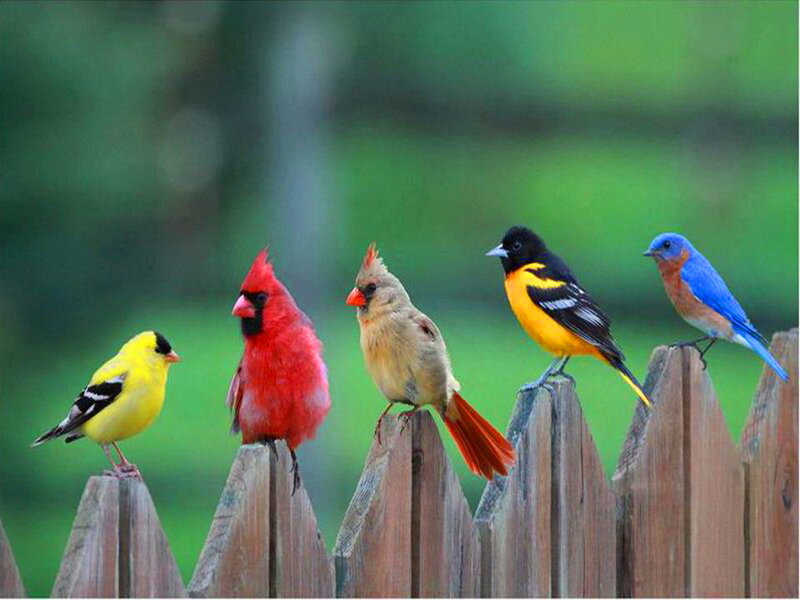 Five Birds on Fence