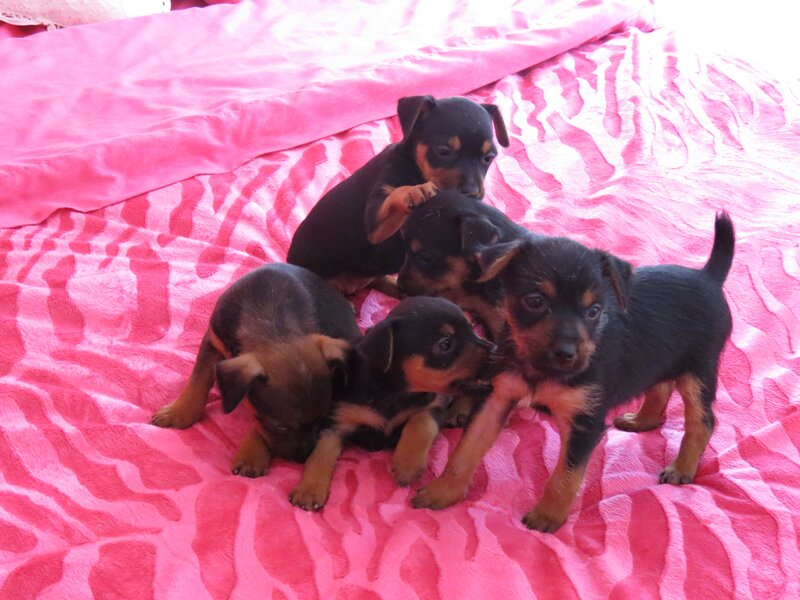 Five Black and Tan Puppies