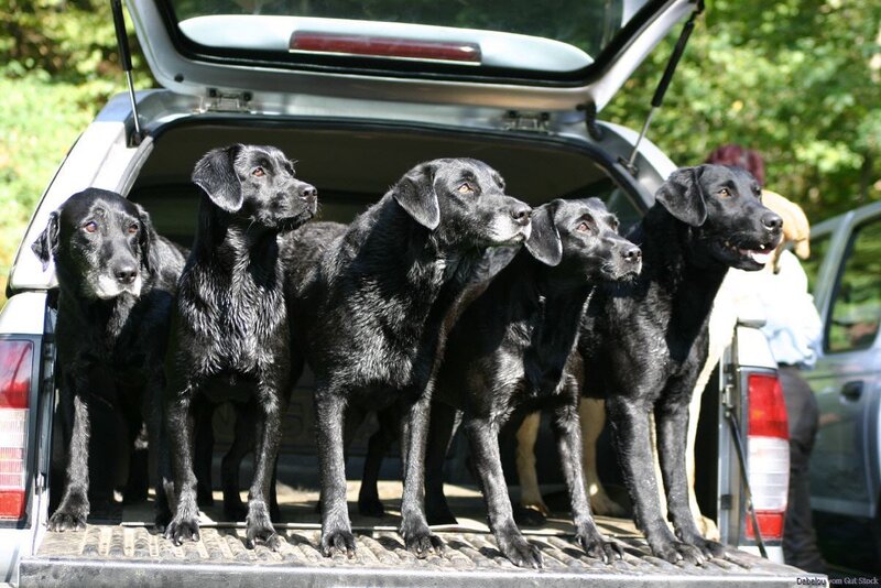 five black labs in a car trunk