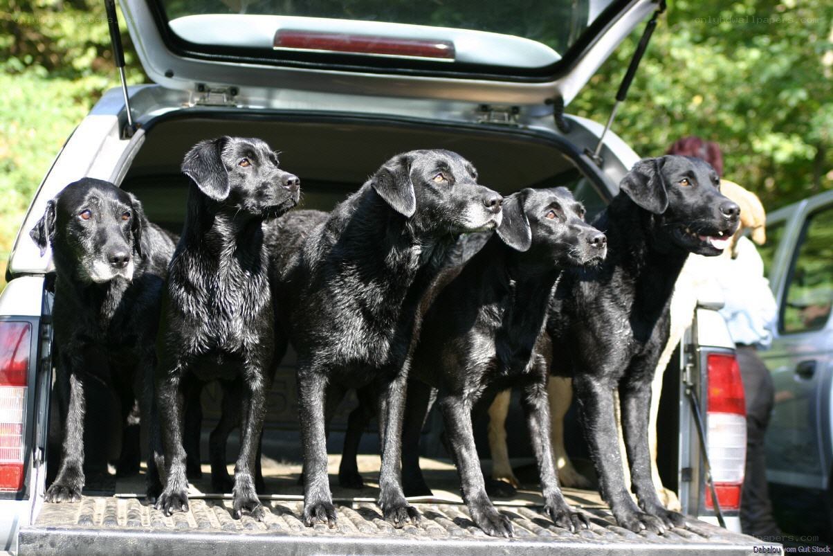 five black labs in a car trunk