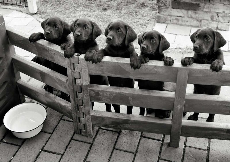 Five Black Puppies