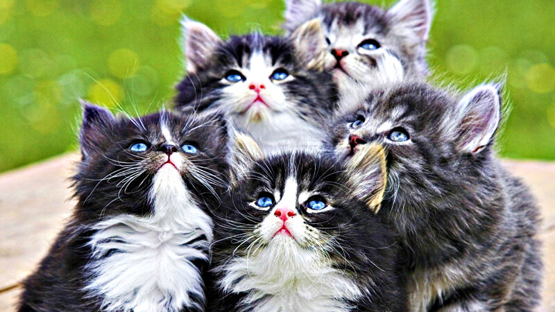 Five Blue-eyed Kittens