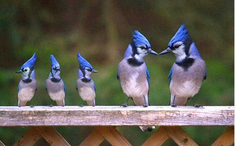 Five Blue Jays on a Railing