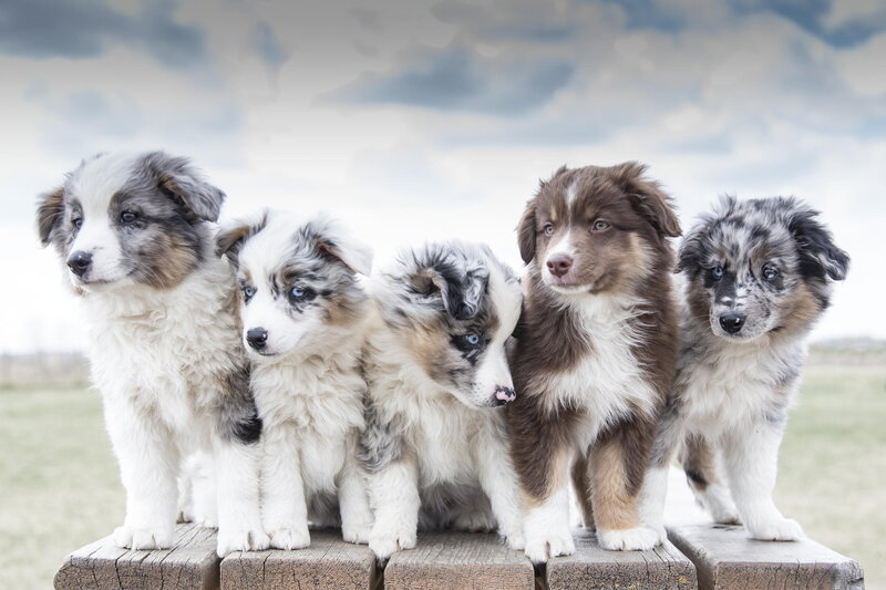 Five Blue Merle Puppies